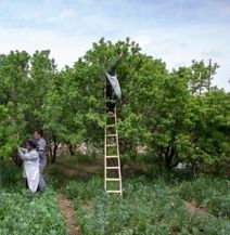 تصویر باغبانی البرز رکورددار میانگین عملکرد؛ انقلاب در زنجیره تولید نهال