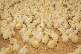 توزیع ۷۶ هزار قطعه جوجه یک روزه در سطح روستاهای استان البرز