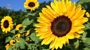 جشنواره گل آفتابگردان در روستای کندر برگزار میشود