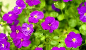 زیبایی گلهای بنفشه در میادین و بلوارهای منطقه ۹ کرج