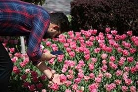 برگزاری مسابقه عکاسی لالهها در کرج