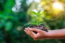 کاشت درخت نقش کلیدی در حفظ محیطزیست دارد