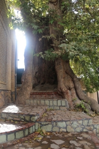 تصویر درختان کهنسال برغان، میراث سبز البرز