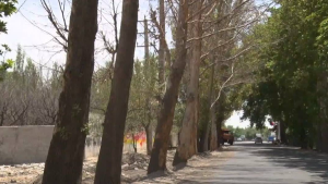 تصویر کهنسالان سبز بی‌صدا می‌میرند!