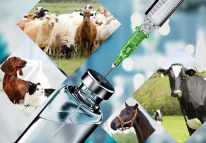 تصویر روز دامپزشکی؛ البرز پیشگام در تولید داروهای دامی