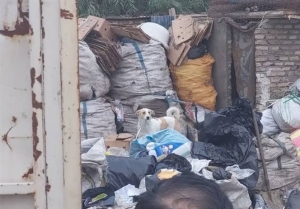 تصویر جمع‌آوری و پلمب مراکز غیرمجاز پسماند در فردیس ادامه دارد